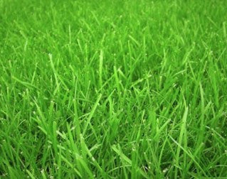 Fresh Cut Grass Fragrance Oil