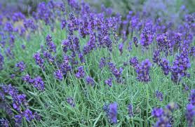 Lavender Fragrance Oil