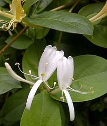 Honeysuckle Fragrance Oil