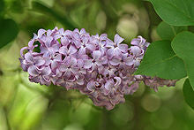 Lilac Fragrance Oil