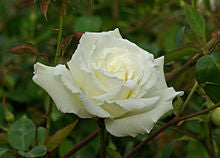 Rose Fragrance Oil