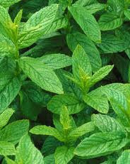 Spearmint Fragrance Oil